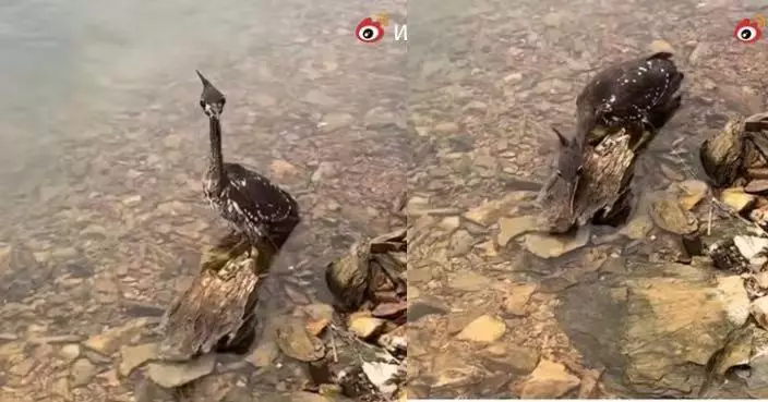 千島湖淺灘現受困「兇猛小鳥」 浙博主施救揭係全球罕見海南鳽