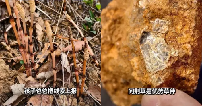 遼寧8歲男童憑野草判斷「山下有黃金」 父AI比對揭線索吻合 專家證大概率是真的