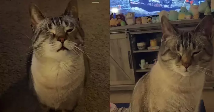 見飼主食爆谷即「戲精上身」 貪嘴虎斑貓瞇眼扮受傷成功呃食超得意