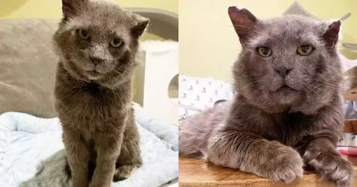 滿身傷痕無人問津險遭安樂死 流浪灰貓獲收容所義工接回家照顧重拾溫柔本性