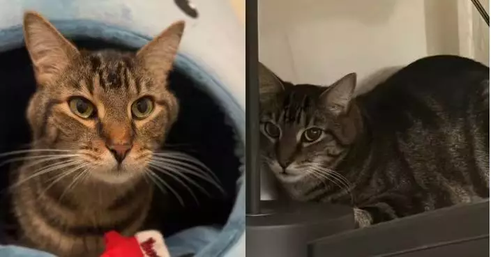 因主人離世滯留公寓大堂 虎斑貓獲鄰居接力照料再由救援組織接手安置