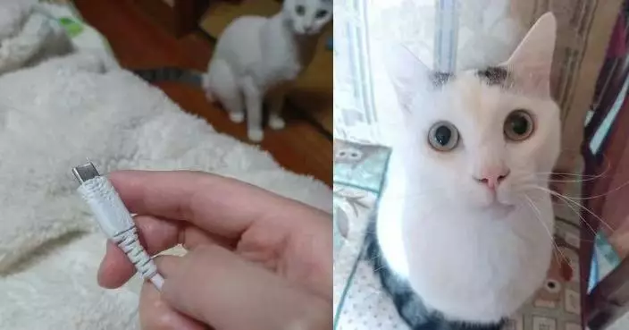 充電線被咬到滿是齒痕 日鏟屎官蒐證意外拍到「嫌犯」重返現場淡定欣賞傑作