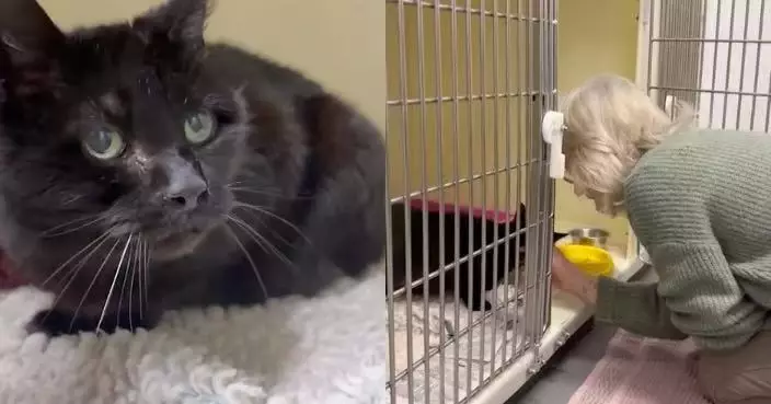 黑貓走失12年憑舊晶片資料終與主人再相見 重逢一刻翻肚撒嬌惹鼻酸