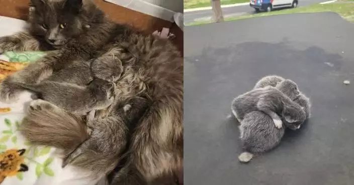 私家車傳貓叫聲卻無蹤影 美國女搜尋揭母貓將3幼貓藏身車頂大感驚訝