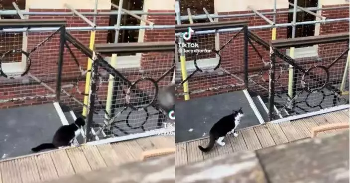 因飼主帶狗外出用餐錯過放飯時間 賓士貓「追蹤」到餐廳喵喵叫抗議