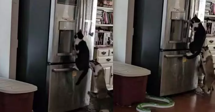 雪櫃生肉神秘失蹤 女飼主架監視器揭家中4貓聯手犯案 可愛畫面曝光