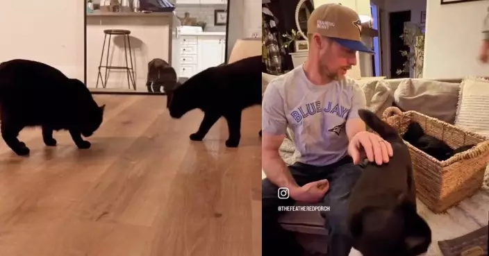 領養2黑貓給丈夫驚喜 女子發現1貓懷孕終誕5貓仔直呼是上天恩賜