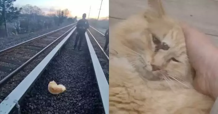 遭列車撞擊躺臥鐵軌 橘貓翌日被發現仍存活獲救治奇蹟生還