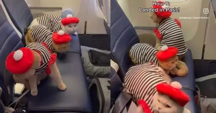 隨飼主搭機飛巴黎 3貓貓全程淡定不吵不鬧萌翻乘客 網民：乖過細路！