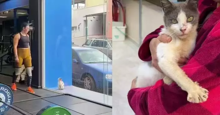 健身突遭「炙熱目光」緊盯 女子驚見濕透流浪貓隔窗求救心軟出手助尋新家