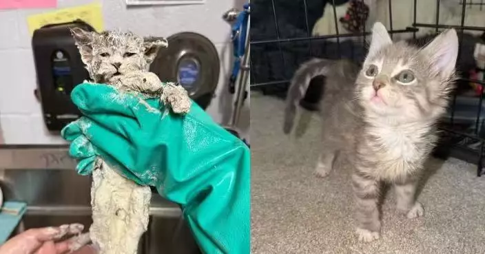 6周大貓仔誤墮工業黏著劑桶中遭膠水覆全身命危 獲義工用菜籽油成功清除