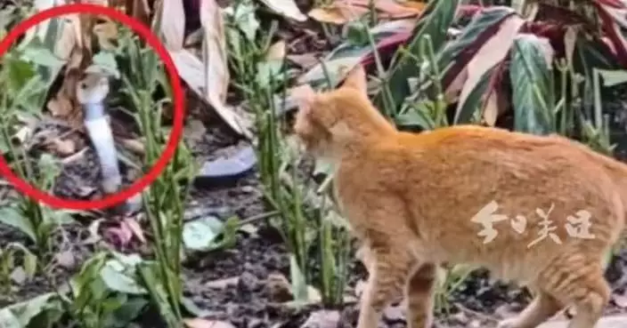廣州公園現1.5米劇毒眼鏡蛇嚇窒市民 英勇小貓挺身對峙嚇退