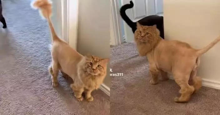 換季遭剃毛 13歲長毛橘貓搖身變「霸氣小獅王」萌翻網民