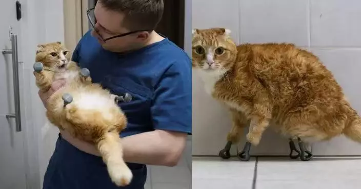 零下40°C極寒下四肢壞死截肢 西伯利亞2流浪貓獲植3D義肢奇蹟重生