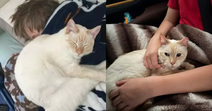 搬家途中離奇「消失」 美寵物貓失蹤逾7年靠晶片與飼主奇蹟重逢感動網民