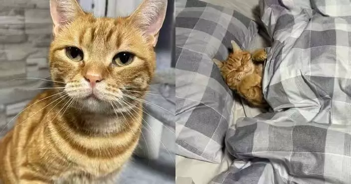 床單剛換新即遭「徵用」 飼主見愛貓佔用被窩陶醉入睡無奈：白洗了！