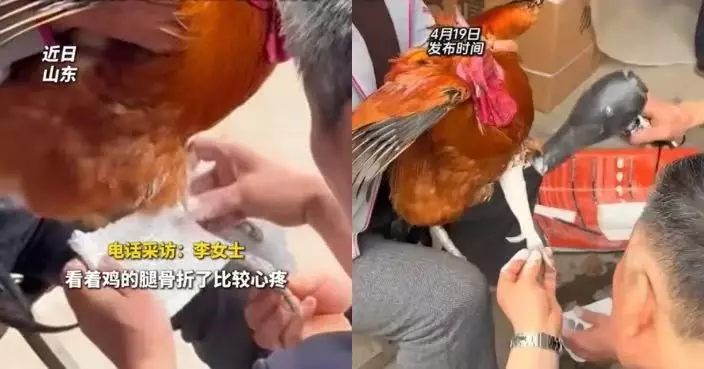 養3年寵物公雞啄人被爸打斷腿 山東女飼主不捨送醫打石膏引熱議