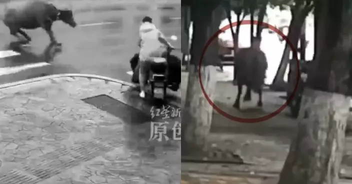 運往屠宰場途中受驚跳車 水牛湖南街頭狂奔釀1傷遭警方駕車撞倒制伏