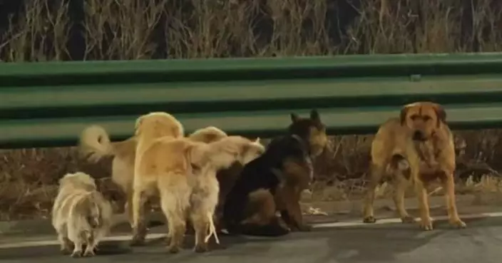 申訴專員公署：漁護署打擊殘虐動物成效不彰 倡修例加強執法權力 職員應積極跟進每宗個案