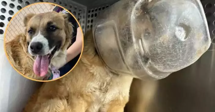 頭卡塑膠容器獲獸醫溫柔拆除 流浪狗脫困後撲進對方懷中撒嬌感動在場人員