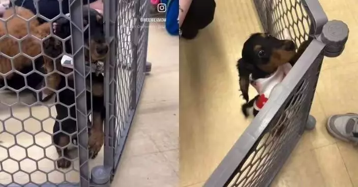 參加寵物社交課程極度社恐 臘腸犬全程躲角落頭卡圍欄求救笑翻全網