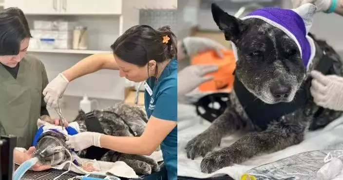 發現野熊闖農場 12歲半盲老犬奮身迎戰保護60多隻動物成功守家園卻重傷