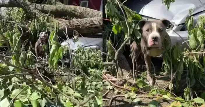 龍捲風過後受困廢墟多日 流浪狗頸繫鐵鏈被壓樹下終獲救被領養迎新生
