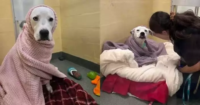 主人搬遷遭棄養 狗狗獲收容所職員每日幫「蓋被」重拾安全感終覓新家