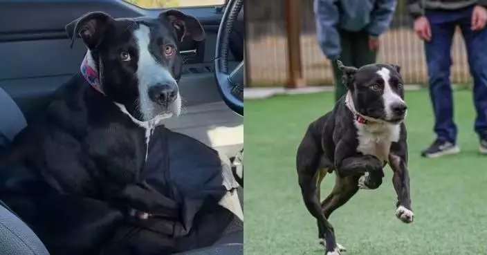 患先天疾病脊椎短小 狗狗頭大身細似動畫角色 收容所等待3年終獲領養