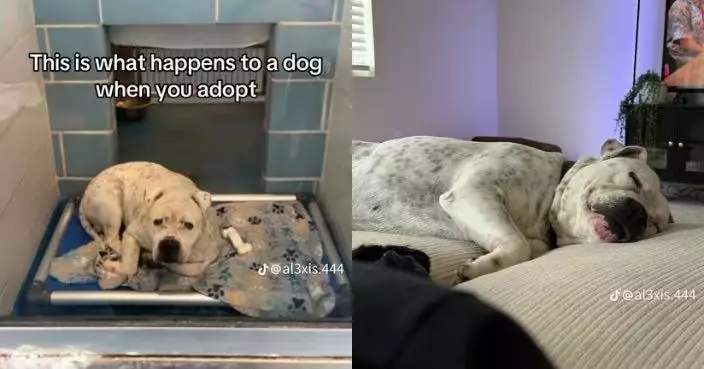 獲收養後幸福確信不會被遺棄 流浪犬睡夢中展露笑容感動網民