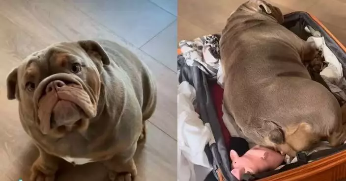 見主人執行李欲外遊 黏人鬥牛犬攜心愛公仔躺入行李箱求同行萌翻網民