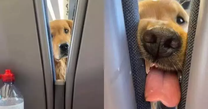 首搭飛機好奇探索狂搭訕乘客 狗狗見飼主「零食誘惑」露可愛表情萌翻全場