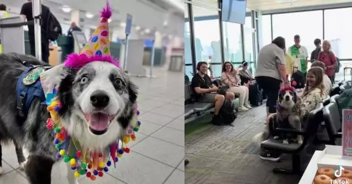 美9歲機場工作犬登機執勤 獲全機乘客合唱生日歌慶生溫馨感人