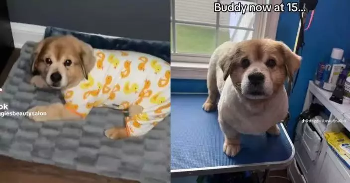 相當於人類80歲 15歲狗狗凍齡外表似幼犬 網民震驚：才15天大吧！