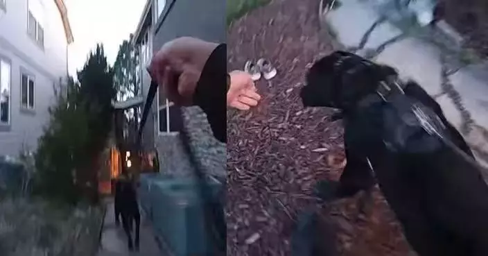 首次出任務表現亮眼 美警犬12分鐘尋回失蹤女童更化身療癒犬安撫情緒