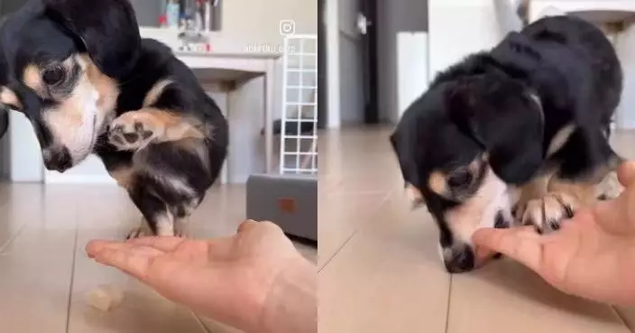 慢動作扮「握手」暗藏套路 狗狗聲東擊西偷食地上食物 鬼馬舉動惹笑網民