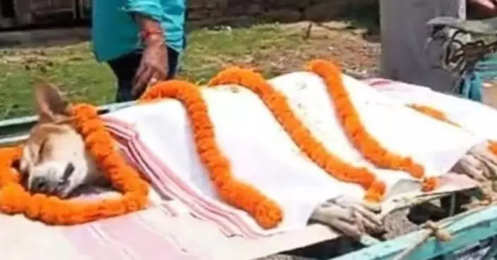 毒蛇闖校園險傷30學童 印度流浪犬挺身搏鬥遭咬中毒亡 村民辦喪禮隆重送別