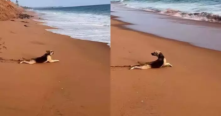 首次到沙灘玩水 狗狗疑為盡情感受沙粒柔軟觸感貼地「匍匐前進」超療癒