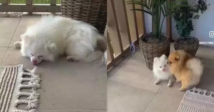 不忍失聰同伴落單 貼心博美犬溫柔喚醒齊迎接主人 有愛互動融化人心