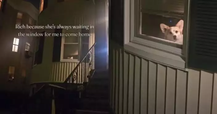 每晚準時守窗邊等主人回家 柯基犬一見熟悉身影即興奮到全身搖晃融化網民