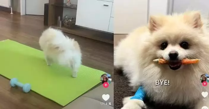 霸佔主人瑜伽墊練普拉提 博美犬擺專業抬腿姿勢爆紅 網民笑：標準過我！
