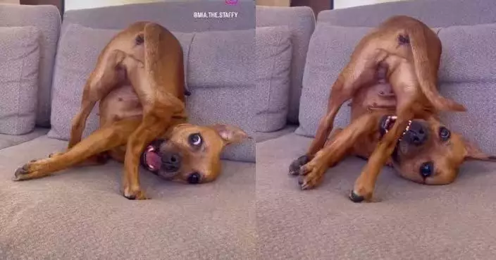 身體彎曲幾乎對折咬後腳 無厘頭狗狗騷驚人柔軟度意外爆紅網絡