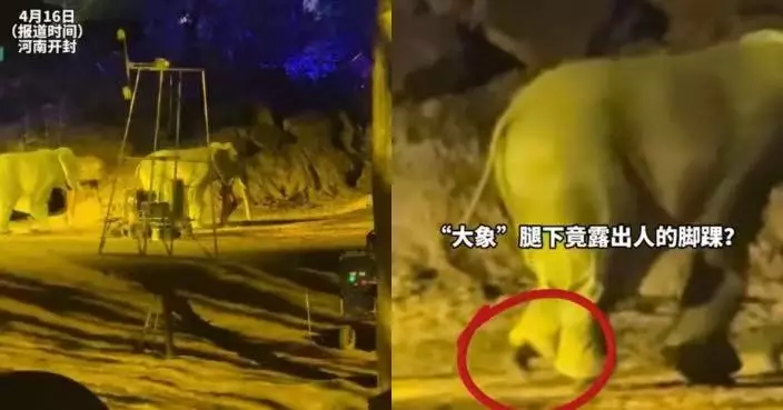河南景區大象表演「造假」？ 觀眾驚見「象腿」露人腳震驚：騙了我好多年！