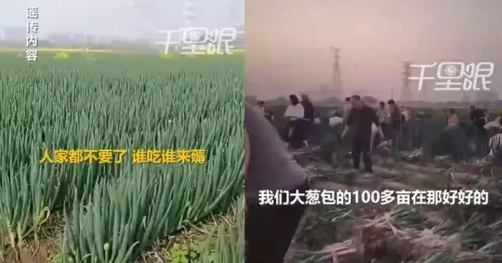 內地婦拍片造謠稱大蔥田免費拔 數百民眾湧入搶摘累農田主人損失23萬