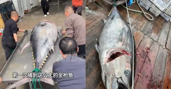 單條重逾200KG 浙漁民捕獲2巨型吞拿魚估計市值逾11萬