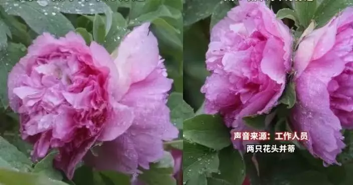 概率僅千萬分之一！洛陽花園現罕見「並蒂牡丹」 兩花同枝綻放