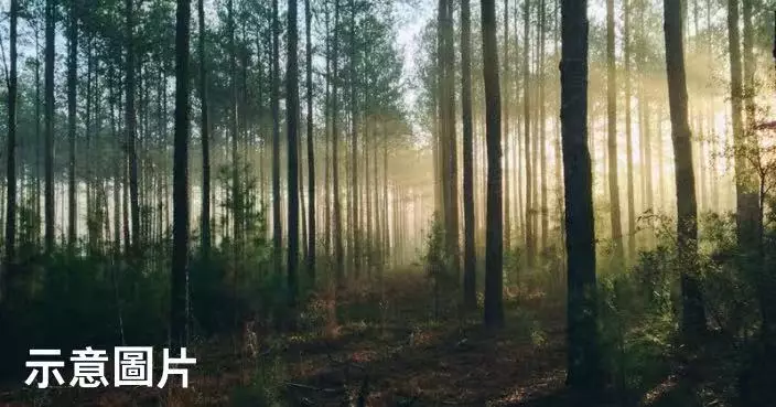 泰男稱「太無聊」森林多次縱火取樂 離奇行徑曝光終遭拘捕
