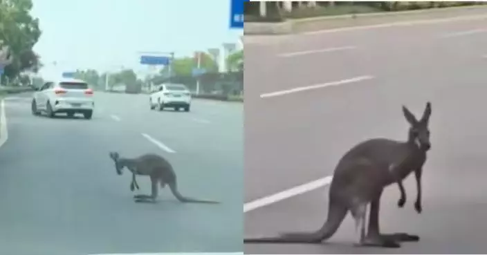 湖北動物園袋鼠「越獄」逃出園區馬路上跳躍 園方聯手林業局即時抓回