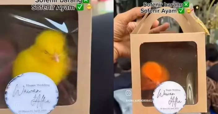 印尼新人婚禮送「彩色活體小雞」當伴手禮 網民批虐待動物引熱議
