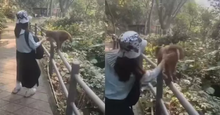 討食後竟「升級服務」 野生獼猴主動翹臀求遊客拍打 離奇行徑惹爆笑